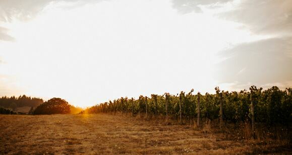 00 Wines