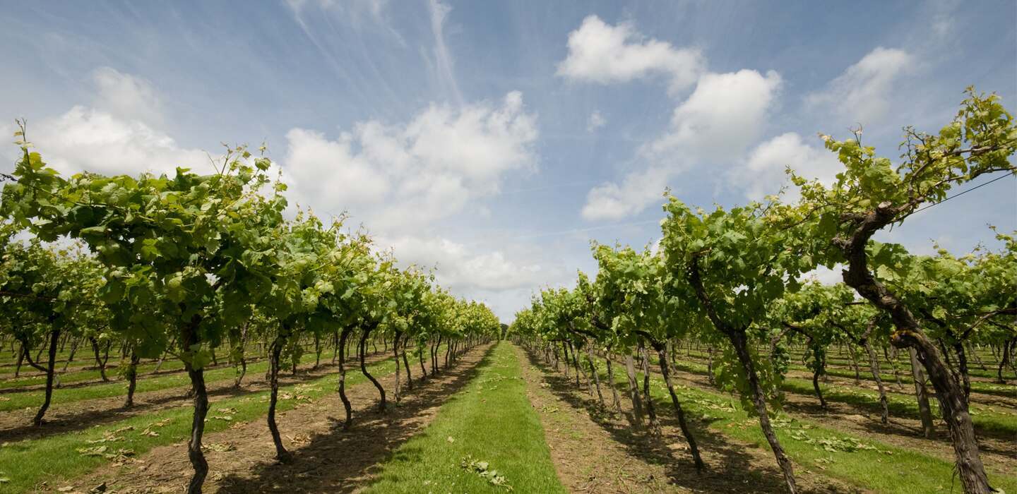 Biddenden Vineyards