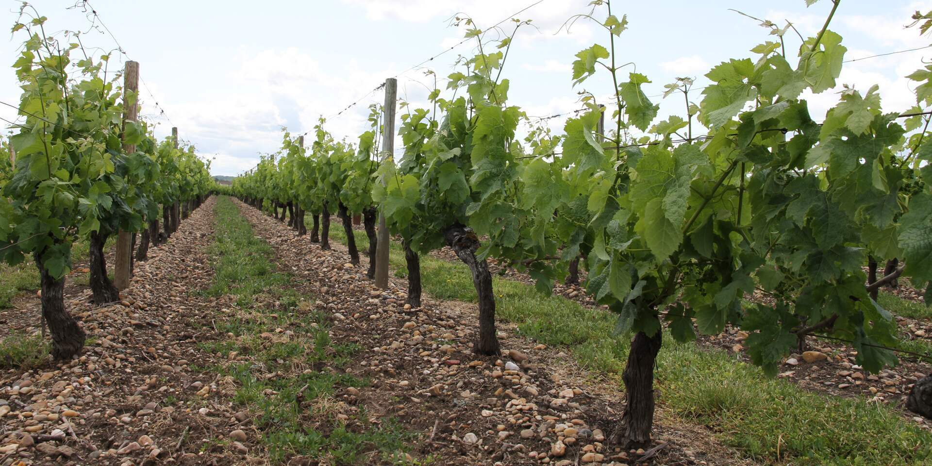 Chateau Barrail du Blanc banner image