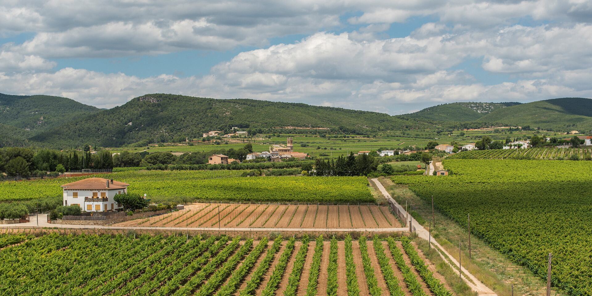 Bodegas Joan Sarda