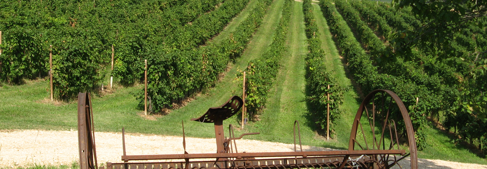 Azienda Agricola Le Colture banner image