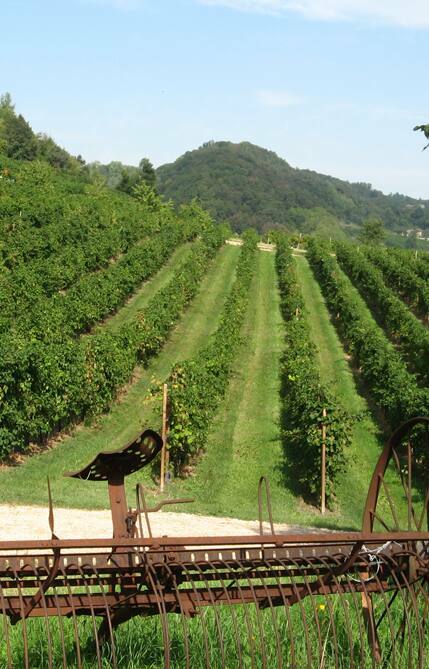 Sylvoz Prosecco DOC Treviso Le Colture Brut NV | Colture (Azienda