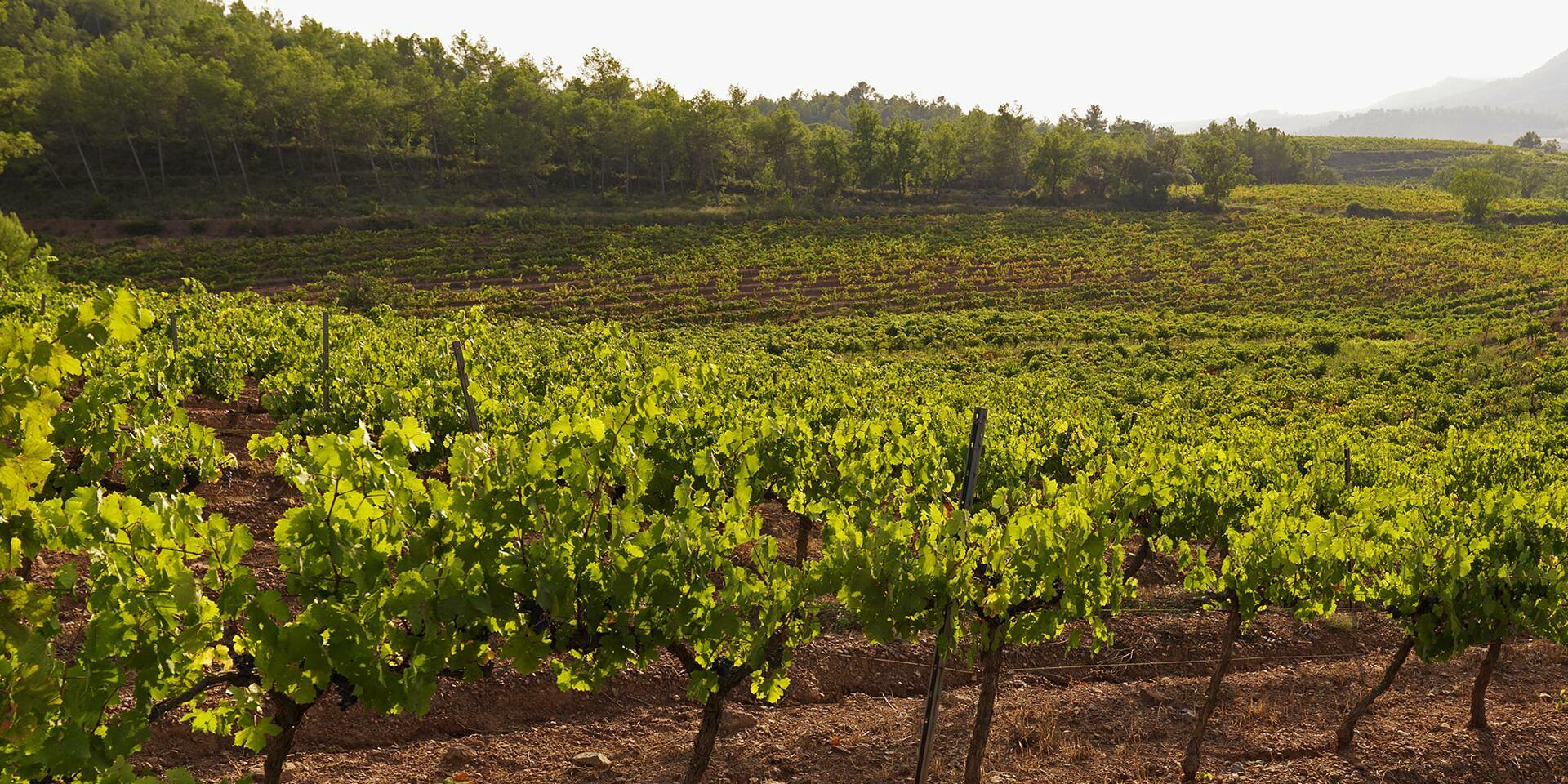 Bodegas Roqueta