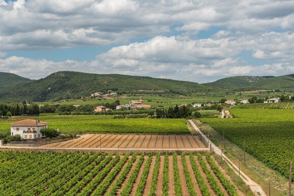 Bodegas Joan Sarda banner image