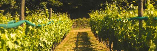 vineyards