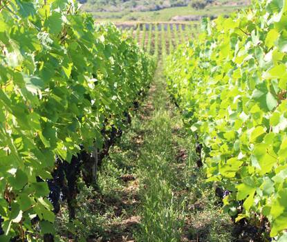 Chablis 2022 Chablis 2022