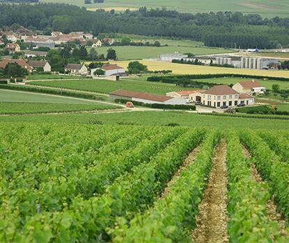 chablis wine chablis wine