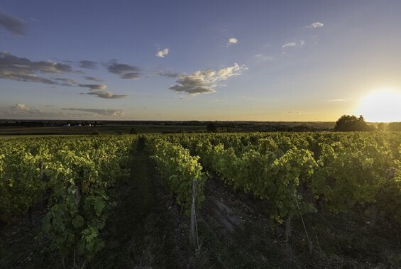Dinner with Domaine du Pélican & Clau de Nell