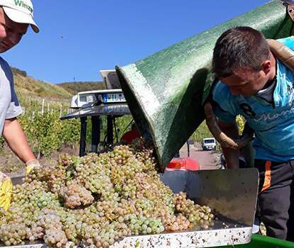 Harvest at JJ Prum Harvest at JJ Prum