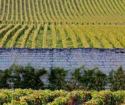 morey st denis wine morey st denis wine