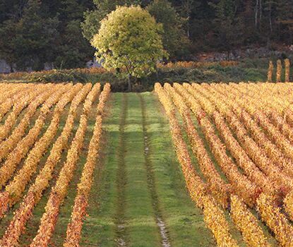 nuits saint georges wine nuits saint georges wine