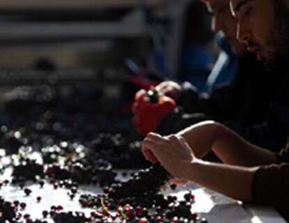 Artadi wine Artadi wine