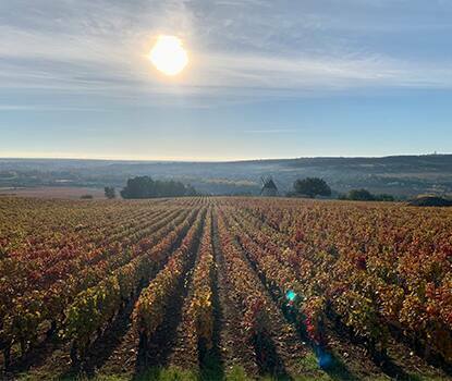 saint aubin wine saint aubin wine