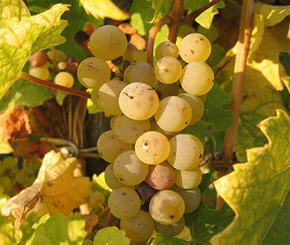 Riesling grape Riesling grape