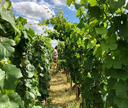 vosne romanee wine vosne romanee wine