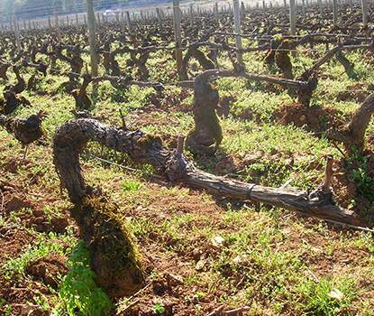 vineyards