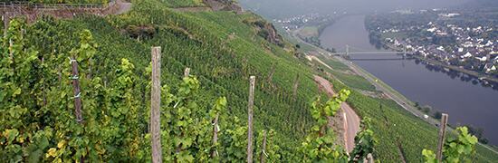 JJ PRÜM vineyards JJ PRÜM vineyards