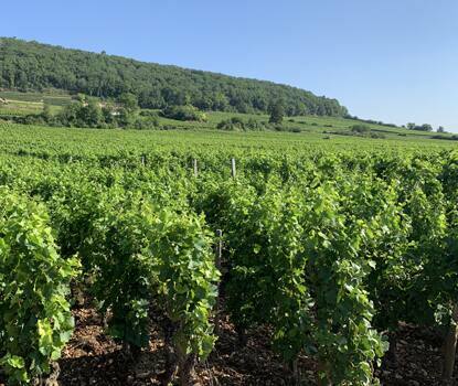 moulin a vent wine moulin a vent wine