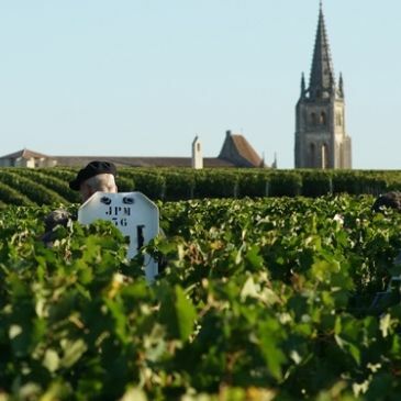 Vintage Report – Bordeaux 2021 wine