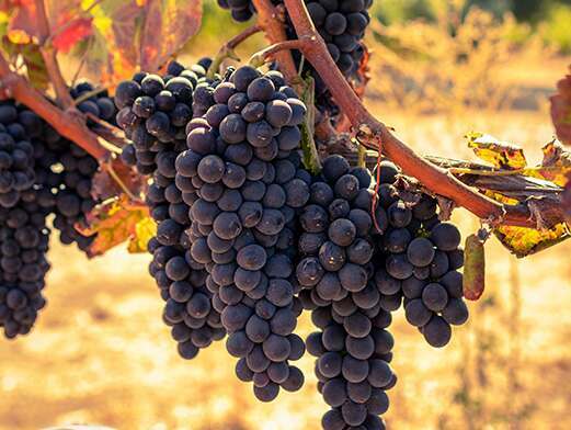 Vine