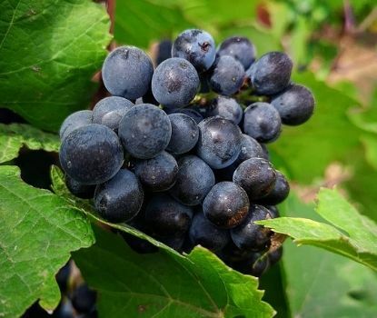 Domaine Lafarge En Primeur 2020 Domaine Lafarge En Primeur 2020