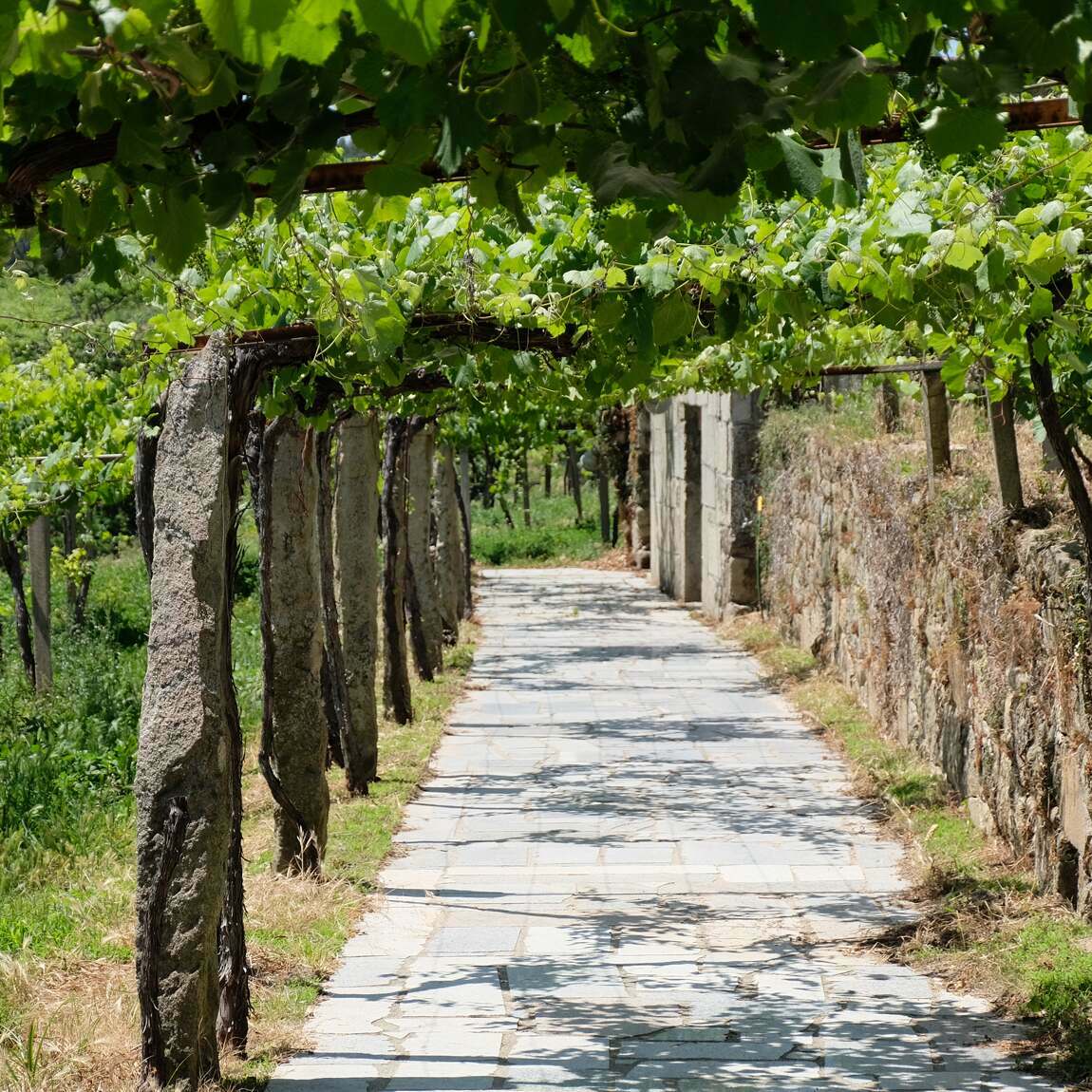 A Spanish Wine Journey