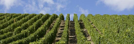 vineyards