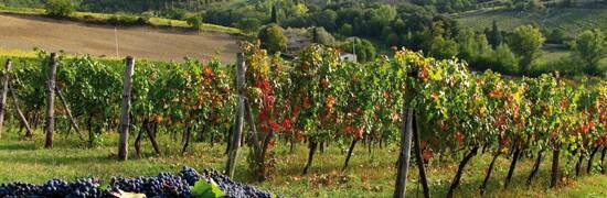 vineyards