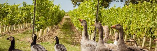 vineyards