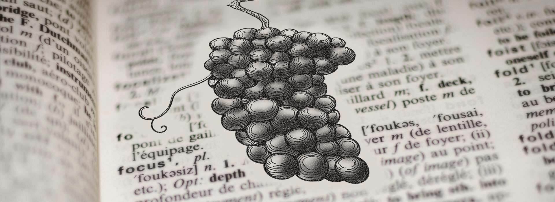 Wine Terminology